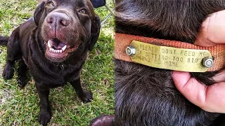 Die Leute fütterten einen streunenden Hund, bis sie auf sein Halsband schauten