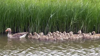 Greylag Goose: Call, Goslings and Bathing