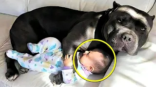 Hund lässt Baby nicht alleine schlafen, dann finden Eltern den Grund heraus und rufen die Polizei!