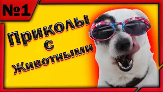 Лучшие Приколы 2021 | Смешные Животные |  Подборка №1