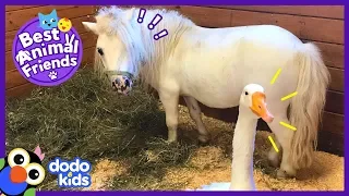 Hemingway The Guard Goose Won't Let Anyone Come Near His Horse | Animal Videos For Kids | Dodo Kids