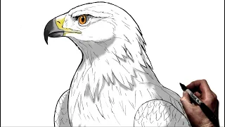 How To Draw A Golden Eagle | Step By Step