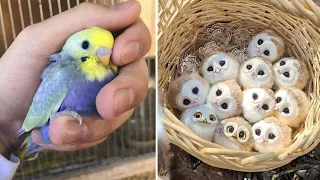 Baby Animals 🔴 Funny Parrots and Cute Birds Compilation (2022) Loros Adorables Recopilación #18