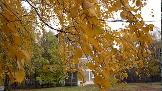 футаж - Осенняя берёза