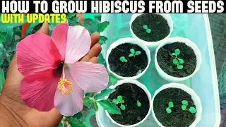 How To Grow Hibiscus From Seeds (FULL UPDATES)