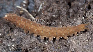 Phylum Onychophora: Velvet Worms