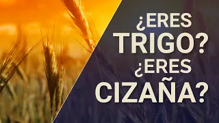 ¿Eres TRIGO o eres CIZAÑA? 🌾🎋