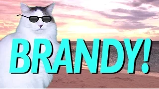 HAPPY BIRTHDAY BRANDY! - EPIC CAT Happy Birthday Song