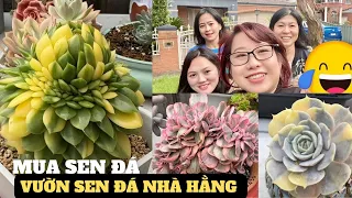 VƯỜN SEN ĐÁ NHà HằNG : Đi MUA SEN - Succulents Collection Melbourne Australia 🇦🇺