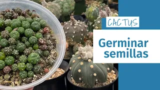 Guía definitiva - Germinar semillas de cactus - Astrophytum aterías -