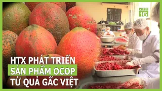HTX phát triển sản phẩm OCOP từ quả gấc Việt | VTC16
