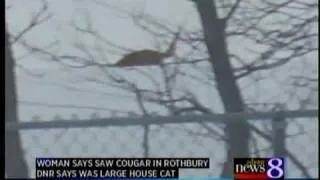 Are cougars living in West Michigan?
