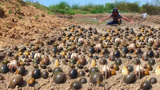 amazing fishing! a fisherman skill catch underground snail clams a lots in mud at by hand