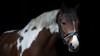 Let Me Love You || Equestrian Music Video ||