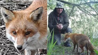 Wild Friendship: Man Forms Unlikely Bond with Fox He Nursed Back to Health