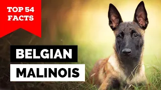 99% of Belgian Malinois Owners Don't Know This