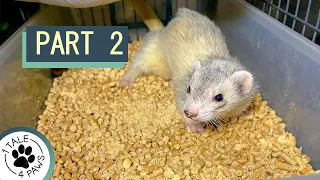 Litter Box Training Ferrets Part 2 #shorts