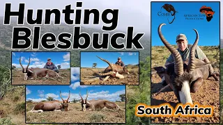 4x great Blesbuck shots