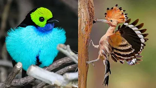 10 Exotic Birds You Can Keep As Pets!