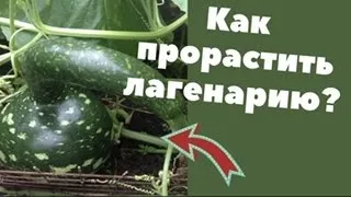 Как прорастить лагенарию? Проращивание + эксперимент!