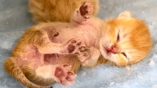 Tiny kitten meows and talks to her mother cat