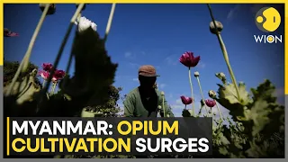 Myanmar: Opium cultivation surges, 65% rise in opium yield in 2 years | WION