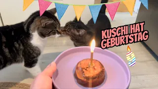 Kuschi feiert ihren 9. Geburtstag 🎈🎉🎁😽