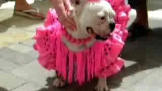 Flamenco dog