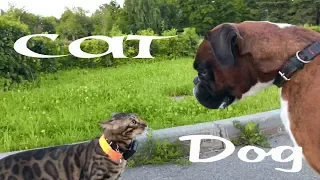 Dog German boxer vs Bengal cat