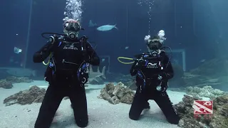 SCUBA DIVING the Georgia Aquarium