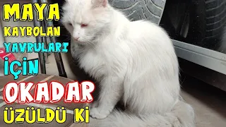 MAYANIN YAVRULARI ÖLMÜŞ 🥺 MAYA O KADAR ÜZÜLDÜ Kİ 😔 ✓ Yavru kedi sesi ✓ kedi videoları ✓ kediler cat