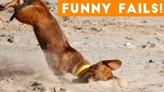 Funniest Pet Fails Compilation August 2018 | Funny Pet Videos