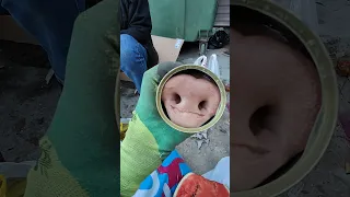 Свиные пятачки из помоечки