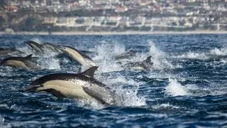 Dolphin Stampede Overtakes Whale Watching Boat