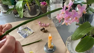 100% способ вырастить детку орхидеи на срезанном цветоносе с цитокининовой пастой гормональной