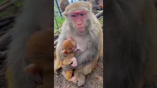 Monkey mother let me touch its baby? monkey monkey