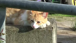 Gatti simpatici che fanno cose simpatiche in campagna | Animali bellissimi, buffi e divertenti