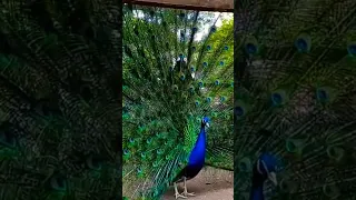 #viral #trending #shortvideo #birds