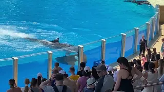 12pm Orca Encounter 5/3/2024