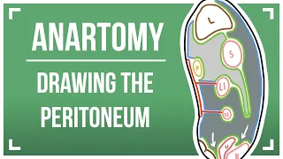 Drawing The Peritoneum