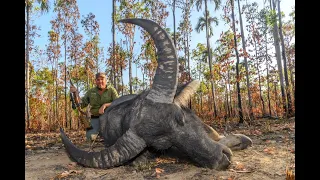 Water Buffalo Hunt - Australia's Northern Territory