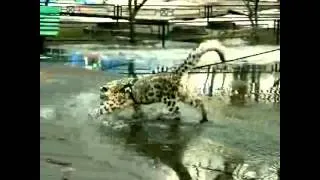 Кошка ашера гуляет по луже Ashera cat walks through a puddle Юмор! Прикол! Смех