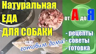 Натуральная еда для собаки, натуралка:  рецепты, советы, готовка