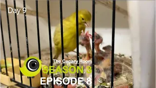 The Canary Room Season 3 Episode 8 - The Breeding Season in full swing!