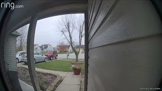 Cat stalking a rabbit