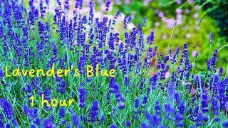 Lavender's Blue Dilly Dilly (1 hour) Relaxing Orchestral Lullaby Music