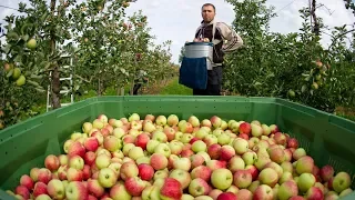 Рекордный урожай яблок в Польше поверг фермеров в панику