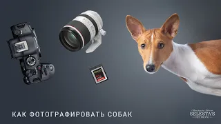 Как снимать собак • трейлер урока