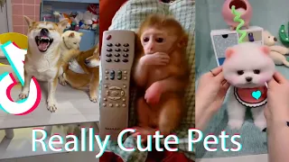 Funny and super cute pets on TikTok  #25