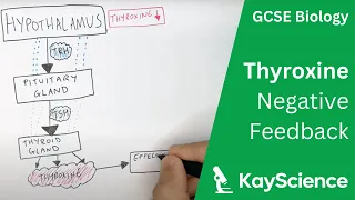 Negative Feedback of Thyroxine - GCSE Biology (9-1) | kayscience.com